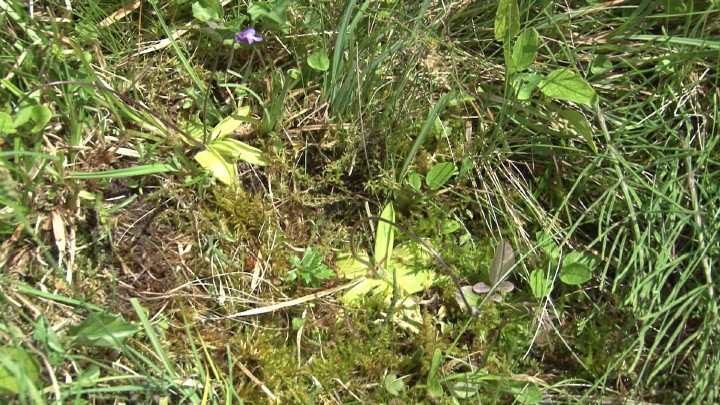 Pinguicula vulgaris im Nationalpark Harz