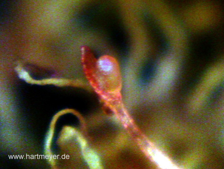 D. glanduligera snap-tentacle head 4