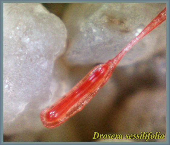 D. sessilifolia snap-tentacle
