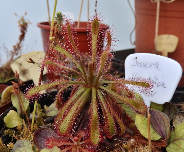 Drosera ultramafica 2017