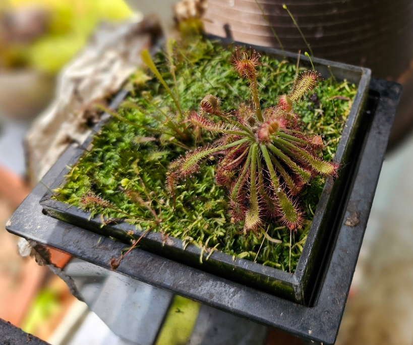 Drosera_ultramafica
