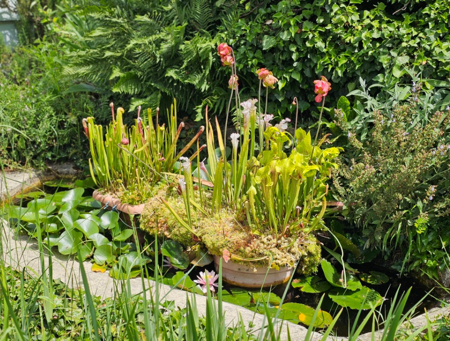Gartenteich-Sarracenia