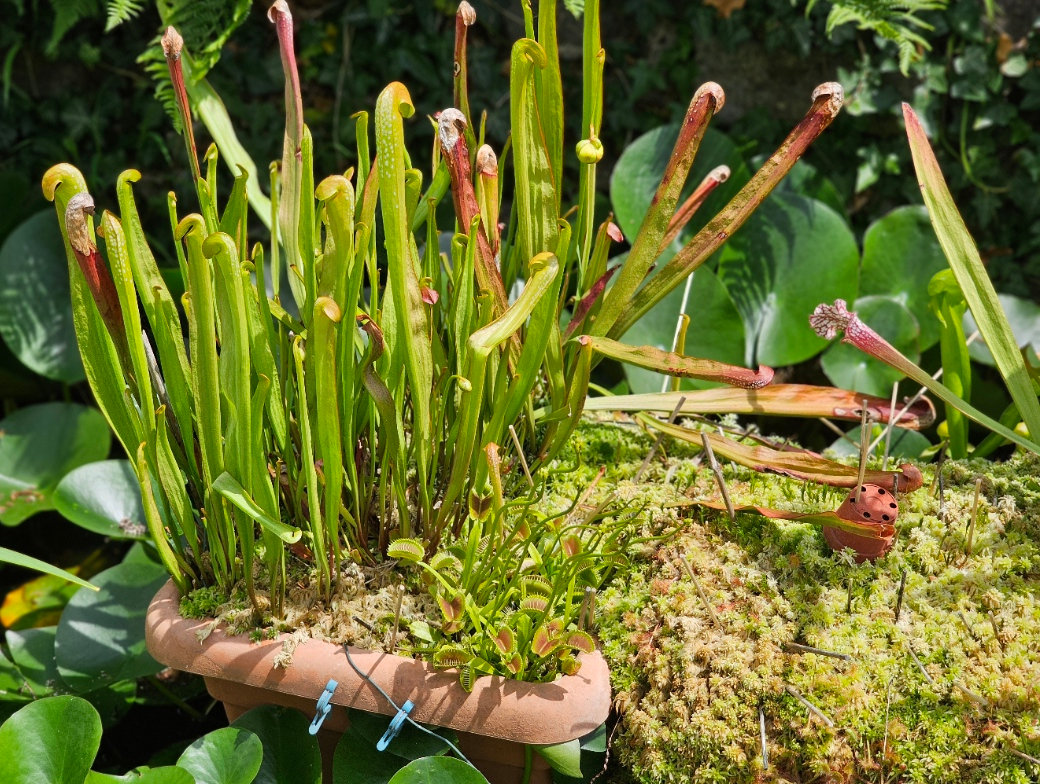 Gartenteich-Sarracenia-Dionaea