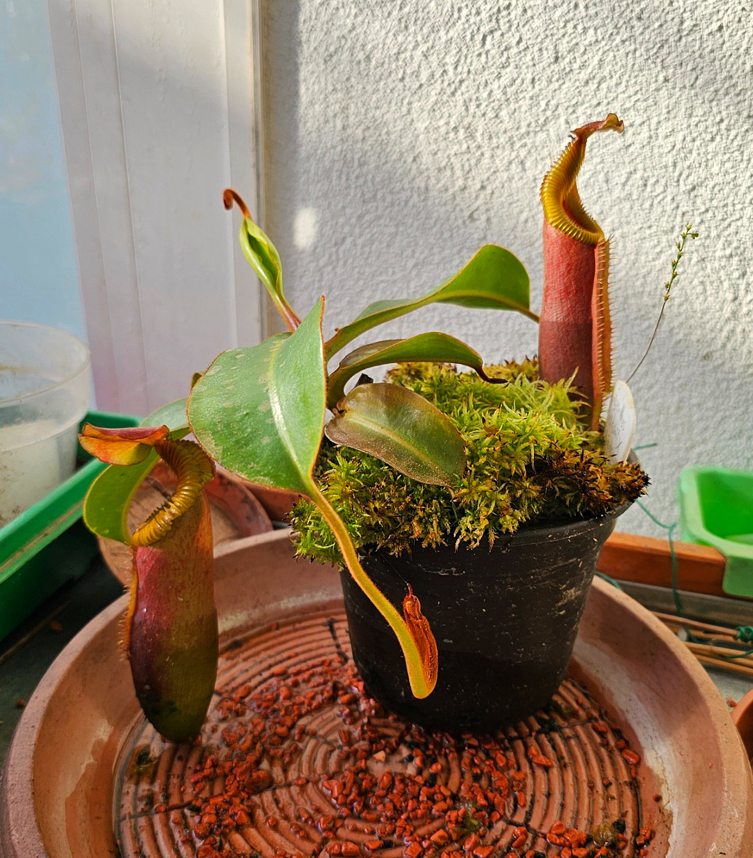 Nepenthes_veitchiiXedwardsiana_1_101125