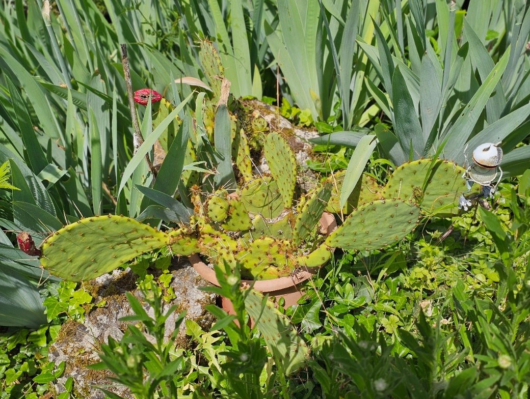 Opuntie_010625_Garten