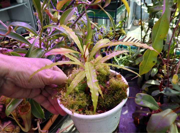 Triphyophyllum peltatum