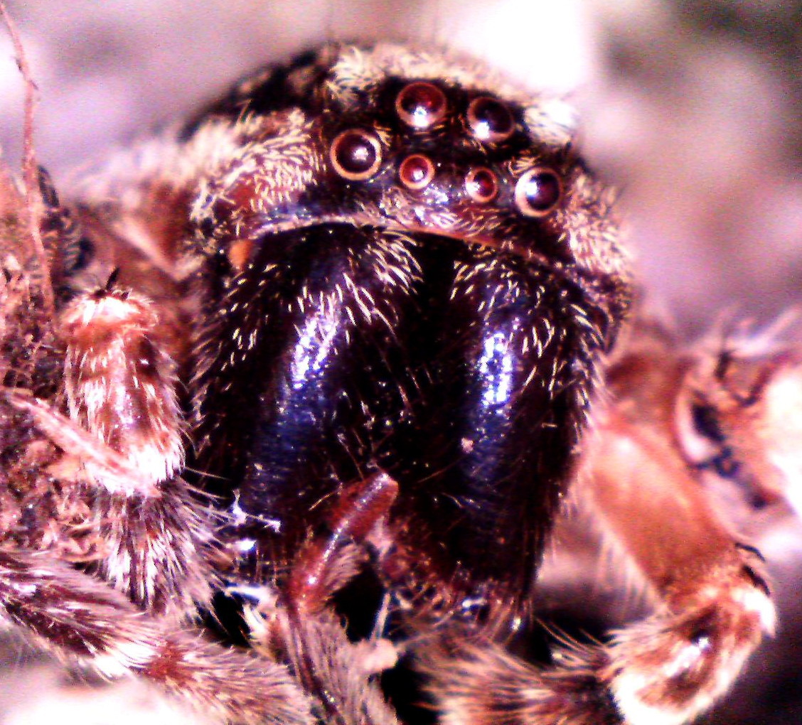 Zoropsis spinimana Shortthumb