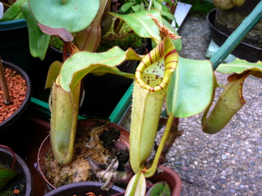 Nepenthes chaniana x N. veitchii