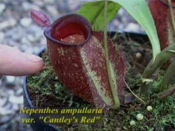 N. ampullaria var. Cantley's Red