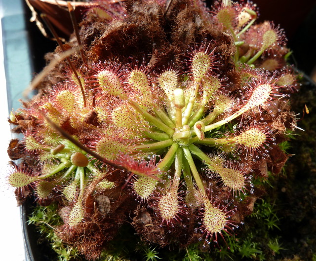 Drosera capillaris x intermedia