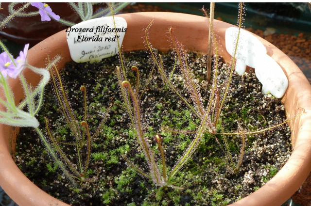 Drosera filiformis "Florida red"