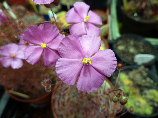 Drosera menziesii