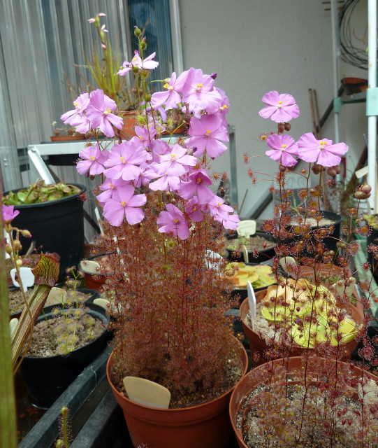 Drosera menziesii