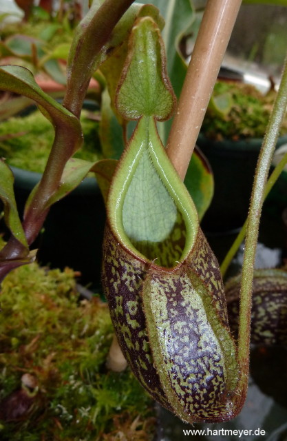 Nepenthes gymnamphora