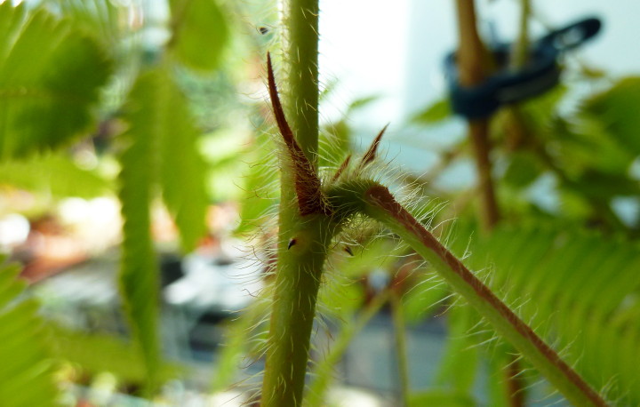 Pulvinus Mimosa pudica