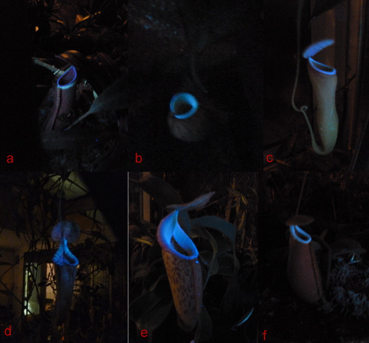 Nepenthes unter UV-Licht