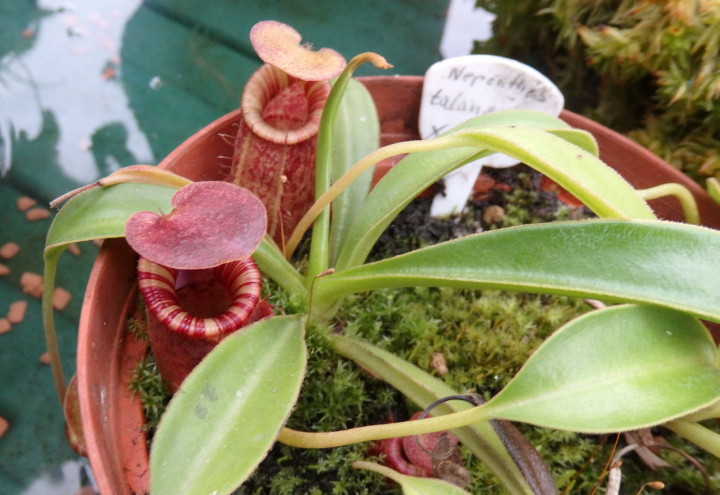 Nepenthes talangensis x lowii