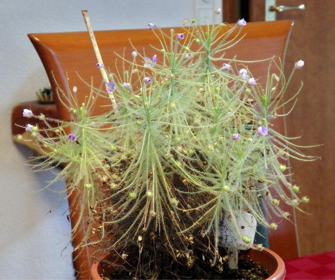 Byblis filifolia x liniflora F3-Hybride