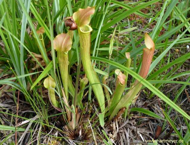 Sarracenia rubra ssp wherryi