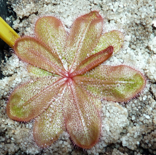 Drosera bulbosa ssp major