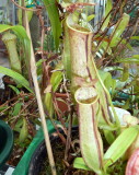 Nepenthes gracilis Lowland