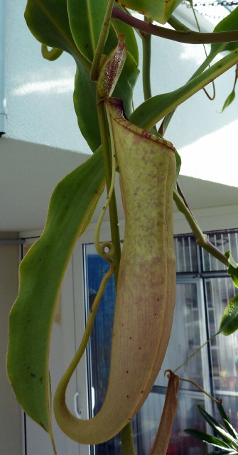 Nepenthes mirabilis Asien