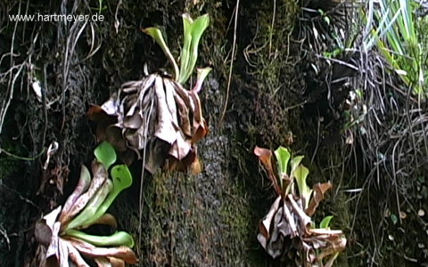 H. exappendiculata