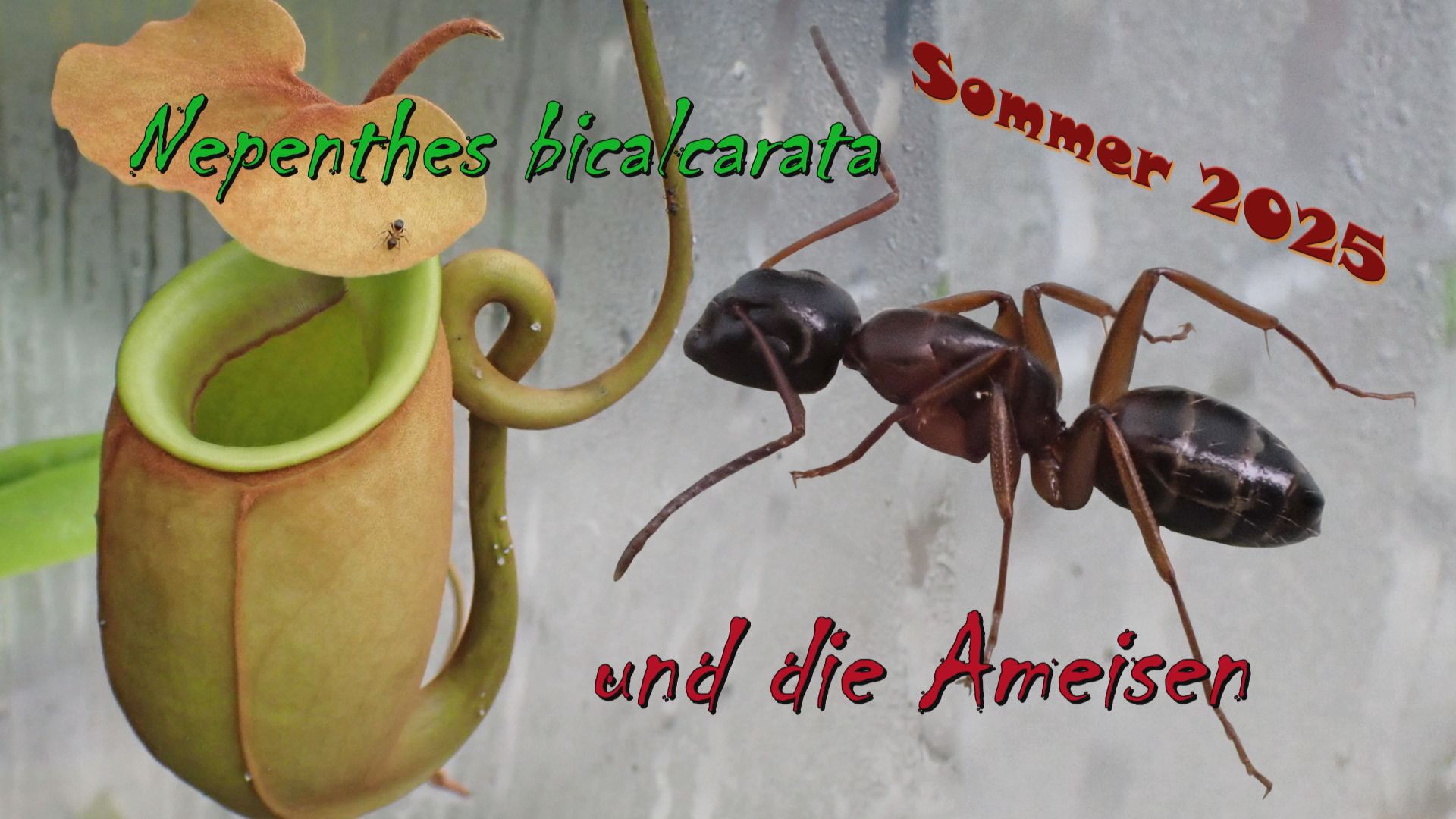 Bicalcarata und die Ameisen_Thumb