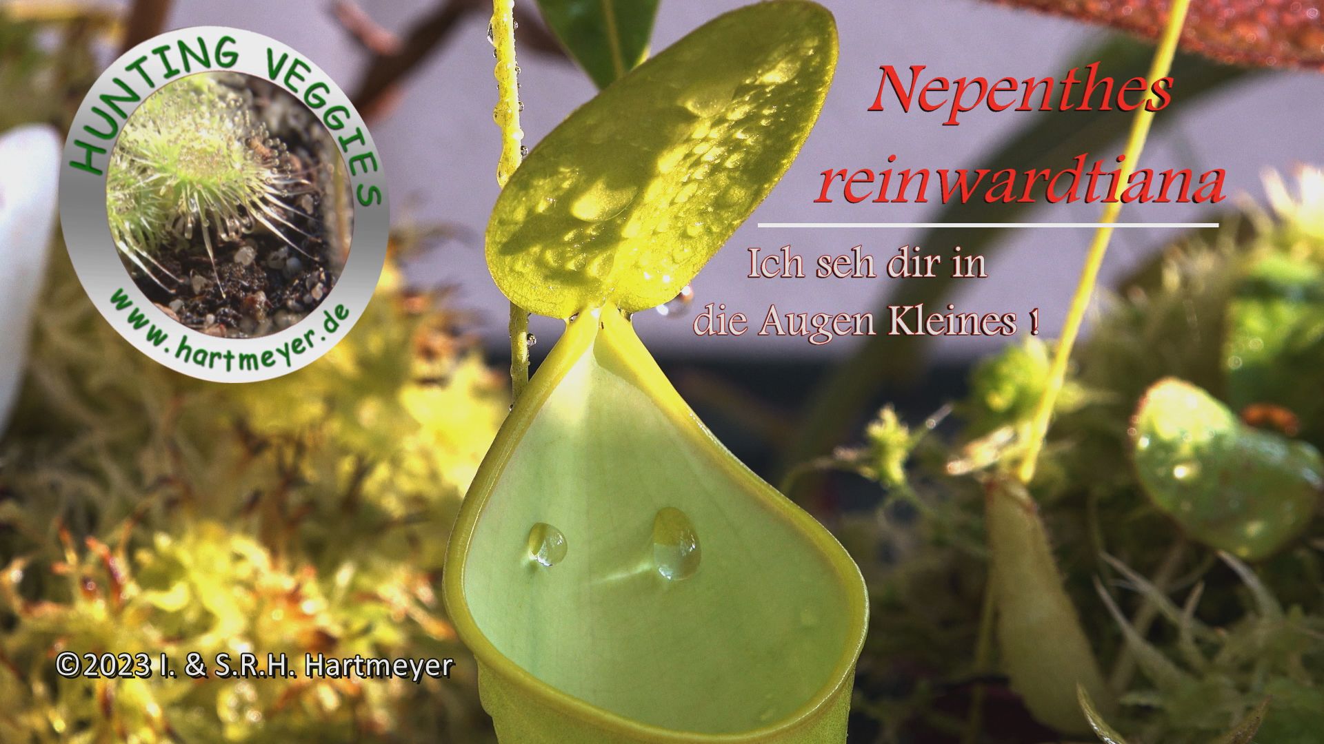 Nepenthes reinwardtiana_ Thumb