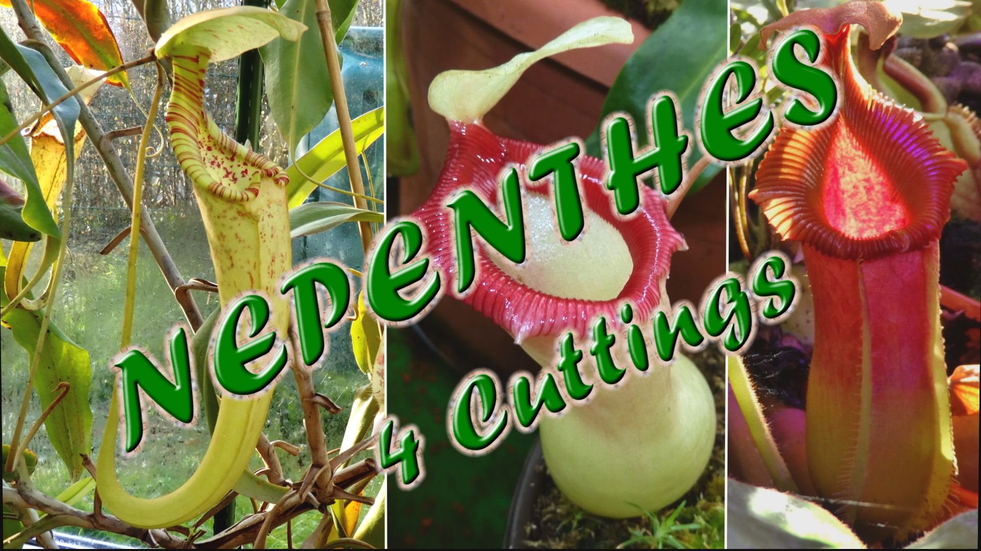 Nepenthes4Cuttings_Thumb