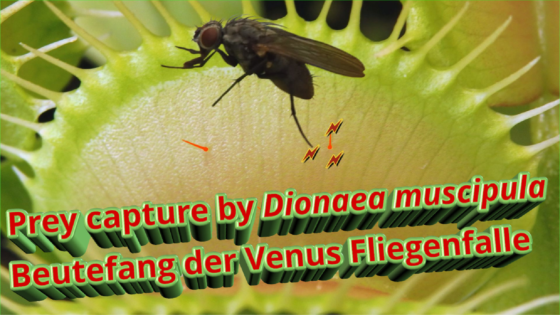 Dionaea Beutefang