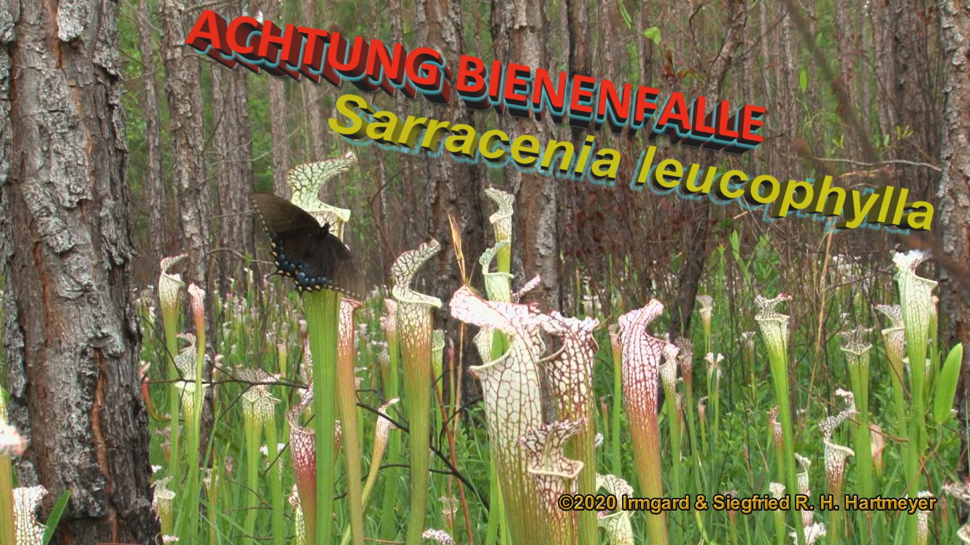 Sarracenia-Bienenfalle_Thumb