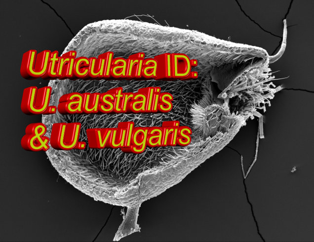 Utricularia australis & vulgaris YouTube Thumb